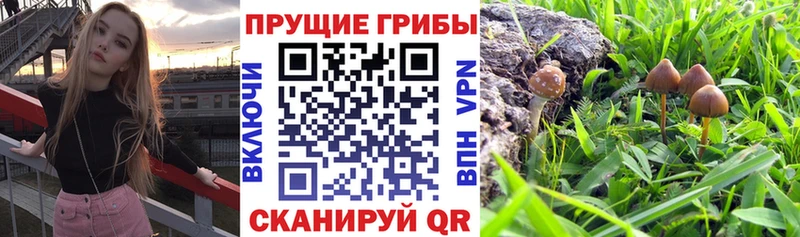 Псилоцибиновые грибы ЛСД Тайшет